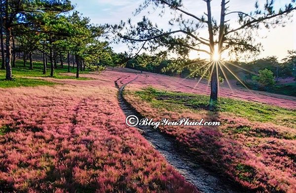 Những mùa hoa đẹp nhất ở Đà Lạt - Hoa cỏ hồng: Khám phá Đà Lạt qua những mùa hoa nở
