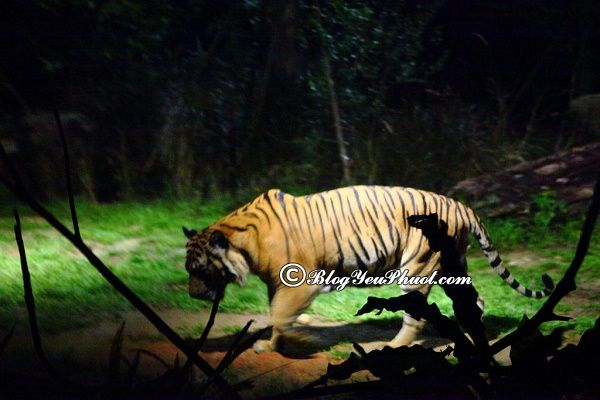 Lưu ý khi tham quan sở thú đêm Night Safari: Vườn thú đêm Night Safari có động vật gì?