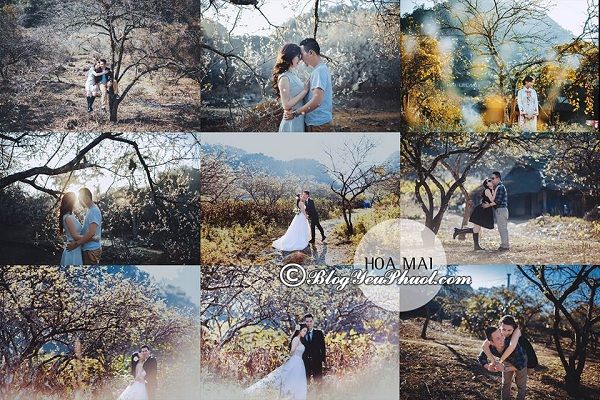 Hoa ban rừng, hoa mai - chụp ảnh cưới với hoa ở Mộc Châu: Địa điểm chụp hình cưới đẹp, nổi tiếng ở Mộc Châu
