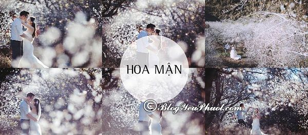 Khu vườn mận trắng tinh khôi - chụp ảnh cưới ở đâu đẹp Mộc Châu? Địa điểm chụp hình cưới ấn tượng, độc đáo ở Mộc Châu