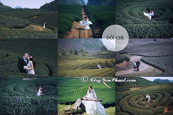 Đồi chè trái tim xanh mướt - điểm chụp ảnh cưới lãng mạn ở Mộc Châu: Chụp ảnh cưới ở đâu Mộc Châu đẹp, ấn tượng nhất?
