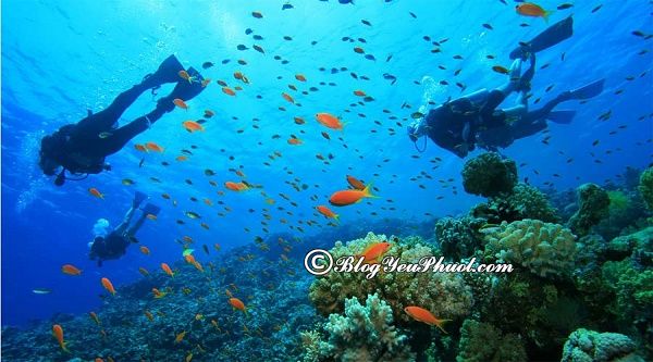 Địa điểm lặn biển nổi tiếng ở Nha Trang: Du lịch Nha Trang đi đâu lặn biển đẹp, nổi tiếng nhất