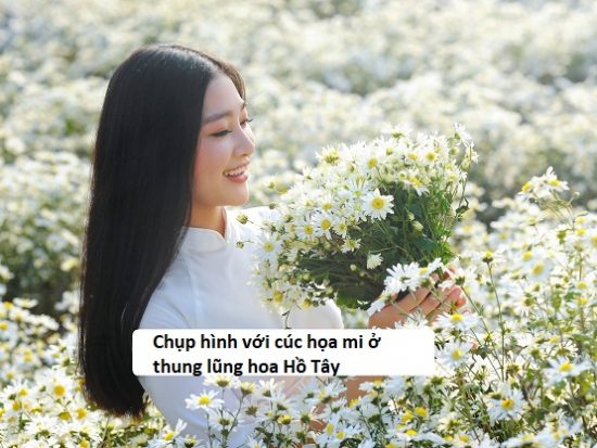 Review thung lũng hoa Hồ Tây chi tiết. Đến thung lũng hoa Hồ Tây đường nào? Chụp hình cúc họa mi ở thung lũng hoa Hồ Tây