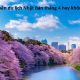 Có nên du lịch Nhật Bản tháng 4 hay không? Review, kinh nghiệm du lịch Nhật Bản tháng 4 tự túc, giá rẻ